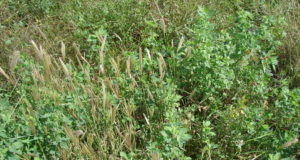 San Luis: ¿Son importantes la pérdidas que ocasionan las malezas en alfalfa?