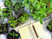 Producir semillas desde nuestra huerta