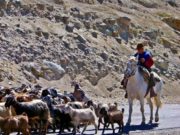 En Mendoza hay una ley por la depredación del puma y el zorro