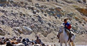 En Mendoza hay una ley por la depredación del puma y el zorro