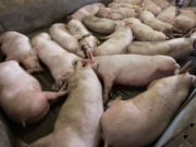 Preocupa en América la posible llegada de peste porcina africana