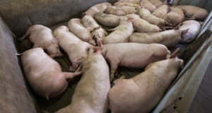 Preocupa en América la posible llegada de peste porcina africana