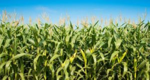 INTA organiza Jornada Agrícola San Luis 2019