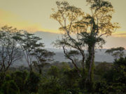 Ciencia y tecnología al rescate de la selva