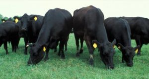 San Luis: jornada en Arizona sobre buenas prácticas ganaderas y nutrición