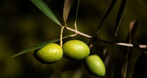 La Rioja lanzó su propia “ruta del olivo”