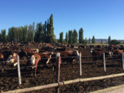 La Unión Europea reconoce a la Patagonia Norte A como región libre de aftosa sin vacunación