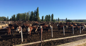 La Unión Europea reconoce a la Patagonia Norte A como región libre de aftosa sin vacunación