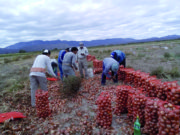 Agricultores familiares de Jachal exportarán cebolla a Brasil