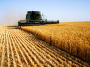 El campo salvó los números de mayo: la economía creció el 2,6%