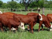 Calentamiento global: ¿qué culpa tiene la vaca?
