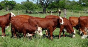 Balbín compara la ganadería con la agricultura de los ’90