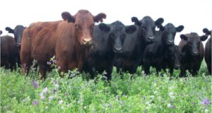 Las mesas de Carne y Enlace y la diversidad de necesidades