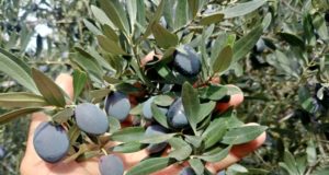 Comenzó la cosecha de aceitunas en Sol Puntano para aceite de oliva y conserva