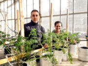 Científicos argentinos buscan el desarrollo de zanahorias más saludables