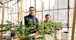 Científicos argentinos buscan el desarrollo de zanahorias más saludables