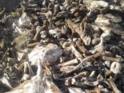 Triquinosis: la intendenta de La Punilla reconoció que no realiza controles bromatológicos