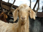 El Senado impulsa la creación de un fondo para agricultura familiar