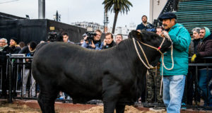 Apolo fue el primer animal en pisar la pista central de La Rural