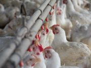Consumo interno: la carne aviar se equipara con la bovina