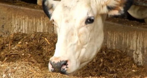 Plantas autóctonas: científicos investigan método de nutrición animal natural y de bajo costo