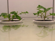 Estudian la adaptación de plantas de tomate en caso de anegamiento de suelos e inundación
