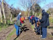 Microtúneles de mimbre: una alternativa económica y de fácil construcción