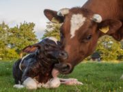 Presentaron resultados a campo de una vacuna para la diarrea viral bovina