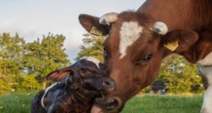 Presentaron resultados a campo de una vacuna para la diarrea viral bovina