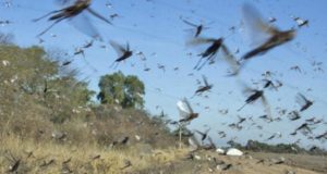 En Santiago del Estero preocupa la invasión de langostas