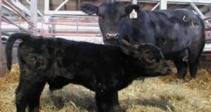 Por qué hay una oportunidad para la Argentina en el mercado mundial de genética bovina