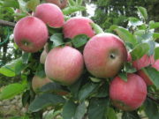En Mendoza se redujo la superficie de producción de fruta de pepita