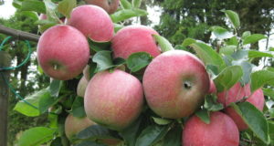 En Mendoza se redujo la superficie de producción de fruta de pepita