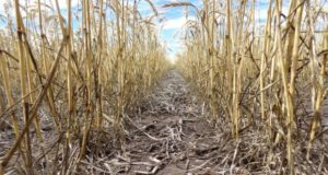 Suelo: Seis indicadores que definen la sustentabilidad de la producción