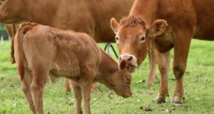 El 47% de los productores aumentará la retención en la cría