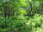 Curso en San Luis sobre los “Servicios ecosistémicos de los bosques nativos de Argentina”