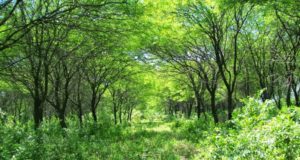 Curso en San Luis sobre los “Servicios ecosistémicos de los bosques nativos de Argentina”