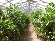 Incertidumbre en productores hortícolas por la devaluación post Paso