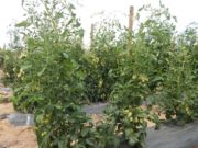Con injertos, el cultivo de tomate rinde hasta un 58% más
