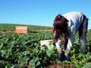 Red institucional para combatir el trabajo infantil en el agro