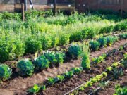 En las góndolas la verdura es carísima; para los productores, muy poco