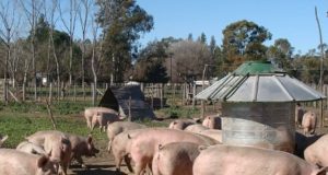El campo visto desde los sectores a los que no les cierra los números