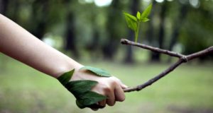 Delitos contra el ambiente en la reforma del Código Penal