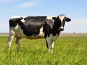 Cuáles son las compañías que controlan el negocio de la leche en el mundo