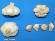 INTA presentó Aylín, ajo blanco de cosecha temprana