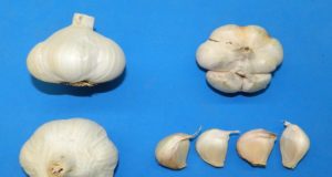 INTA presentó Aylín, ajo blanco de cosecha temprana