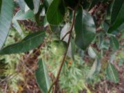 Científicos de San Luis: alcaloides de un árbol autóctono podrían combatir una diarrea infantil