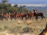 Preocupa la proliferación de ciervos colorados en estado silvestre en el sur de San Luis