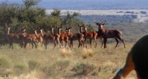 Preocupa la proliferación de ciervos colorados en estado silvestre en el sur de San Luis