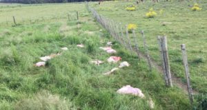 Villa Mercedes: queja de la Sociedad Rural Río Quinto por los reiterados casos de abigeato